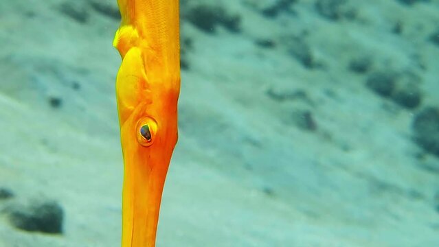 Detail of cornetfish (Fistulariidae) in the sea. Colorful marine wildlife. Yellow tropical fish, detail of the head and gills. Underwater video from scuba diving with fish in the sea. 