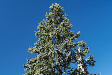 Pine tree and church steeple connecticut