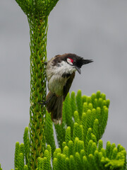 Red Whiskered Bulbul bird perching vertically on sapling tree