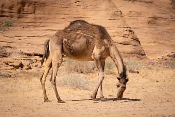Arabian Camels Roaming in the desert in Saudi Arabia