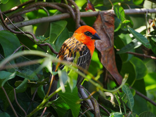 Close-up of a two tone red foudia bird from Mauritius perching in natural environment 