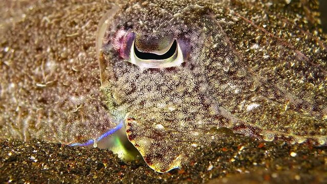 Detail of breathing cuttlefish (Sepiida), eye and gill. Marine wildlife on the sandy bottom. Underwater macro video from scuba diving on the reef. Aquatic life footage, detail of cuttlefish head.