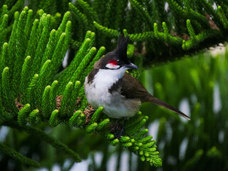 Red Whiskered Bulbul bird perching on branch of sapling tree