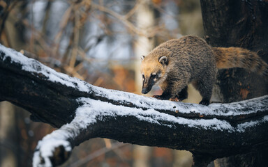 Obraz premium Nasenbär