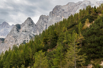Mountains and forest. Julian Alps  In Slovenia.