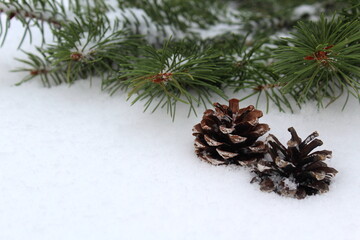 Spruce branches and cones lie on the snow.