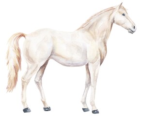 Obraz na płótnie Canvas White horse watercolour animal illustration 