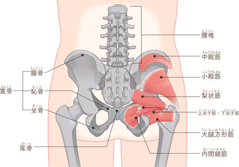 梨状筋、内閉鎖筋、大腿方形筋、小殿筋、gluteus minimus、中殿筋、gluteus medius、股関節、骨盤、筋肉、イラスト、illustration