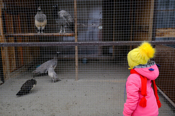 a little girl in bright clothes watches the peacocks contained in a cage
