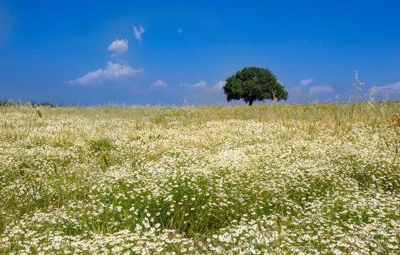 Meadow grass landscape and a single tree (Izmir / Sakran / Aliaga / Turkey)