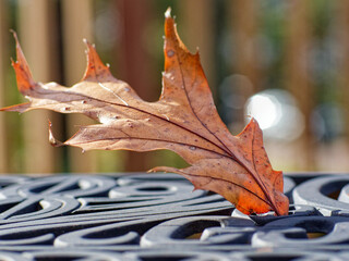 Late autumn leaf fall 