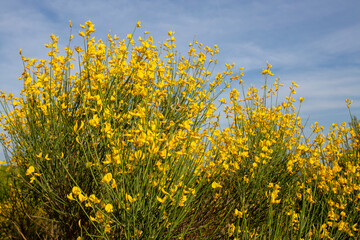 Yellow Spanish Broom (Spartium junceum), mediterranean region in France,on blue sky background