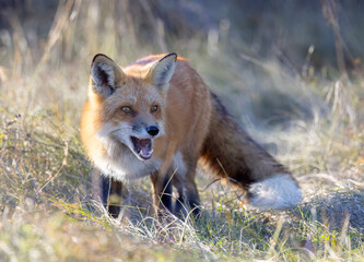 A young red fox with a beautiful tail walking through a grassy meadow in autumn.
