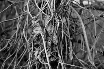 Dry wild vine at autumn
