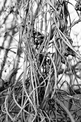 Dry wild vine at autumn