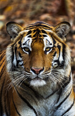 close up of mainland asian tiger
