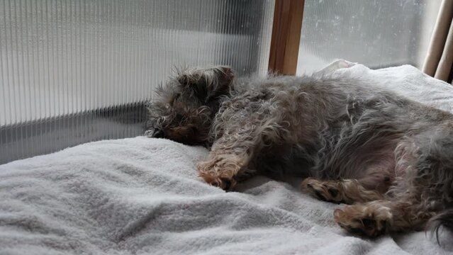 窓際で眠る16歳の老犬　ワイヤーへアードダックスフンド