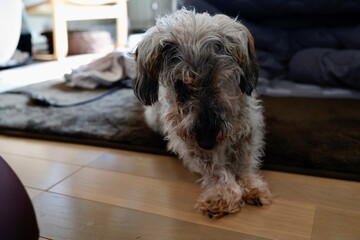 座って俯く16歳の老犬　ワイヤーへアードダックスフンド