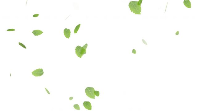 Falling Tea Leaves, alpha channel