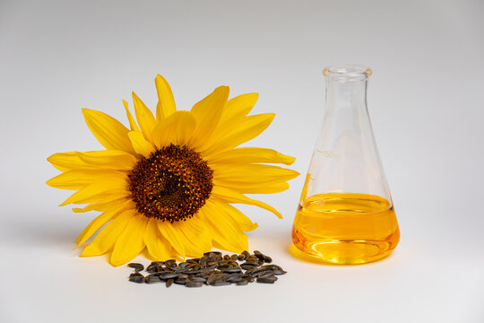 Sunflower seeds and oil in beaker. Sunflower oil biofuel, production and organic farming concept.