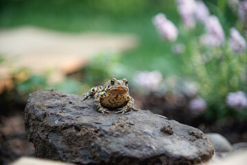Grenouille ou crapaud, amphibien animal de la nature sauvage