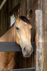 A beautiful quarter horse outside