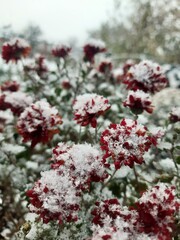 blooming flowers, winter, Christmas tale