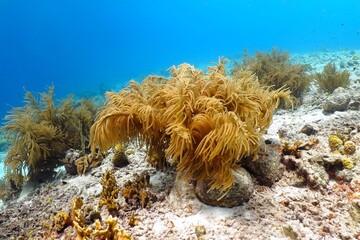Shallow tropical ocean and coral reef. Vivid coral, sun and blue water background. Scuba diving...