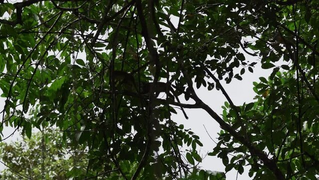 Cute little squirrel monkey jumping through the canopy of the tropical rainforest in the Cuyabeno wildlife reserve in the Amazon region of Ecuador.