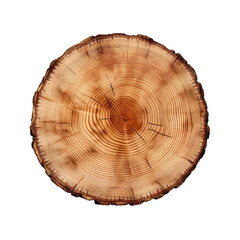front view fir tree slice cookie isolated on a white transparent background 