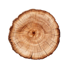 front view maple elm tree slice cookie isolated on a white transparent background 