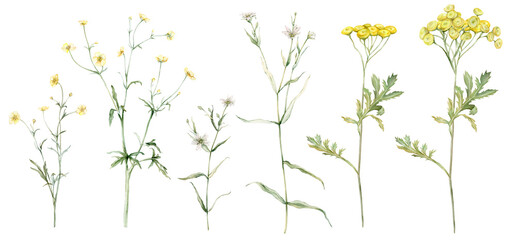 Set of meadow botanical flowers. Watercolor clipart hand drawn painting illustration isolated on white background. Yellow field flowers common tansy and buttercup, rapunzel. White stellaria holostea. - obrazy, fototapety, plakaty