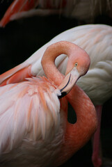 Flamant rose à Nice