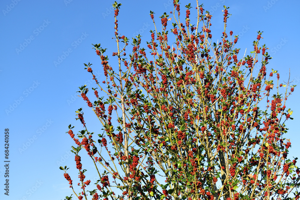 Canvas Prints the holly (ilex aquifolium) with its branches loaded with red berries and blue sky