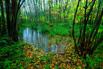 Alder (Alnus glutinosa) forest flooded with hazel and field maple