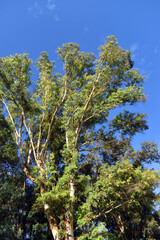 The southern blue gum (Eucalyptus globulus) grown in a park