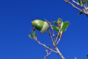 Fruit or acorn of the kermes oak (Quercus coccifera) with a blue sky background