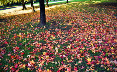 Leaves of American sweetgum (Liquidambar styraciflua) on the ground in a park in autumn