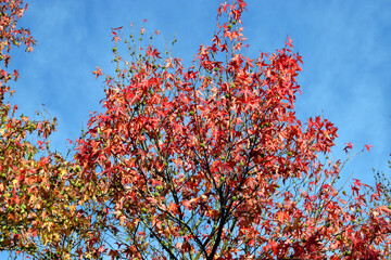 Leaves and fruits of American sweetgum (Liquidambar styraciflua) in the fall