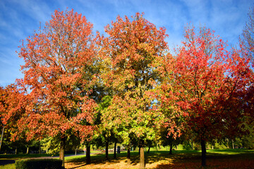 American sweetgum (Liquidambar styraciflua) in a public park with blue sky