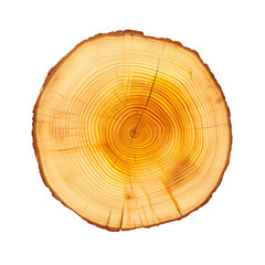 front view yellow cedar tree slice cookie isolated on a white transparent background 