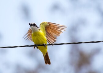 Great Kiskadee (Pitangus sulphuratus): A Symphony of Yellow and Brown