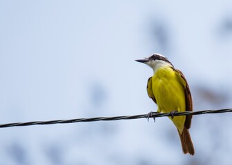 Great Kiskadee (Pitangus sulphuratus): A Symphony of Yellow and Brown