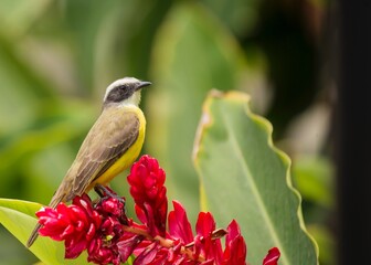 Great Kiskadee (Pitangus sulphuratus): A Symphony of Yellow and Brown