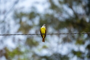 Great Kiskadee (Pitangus sulphuratus): A Symphony of Yellow and Brown