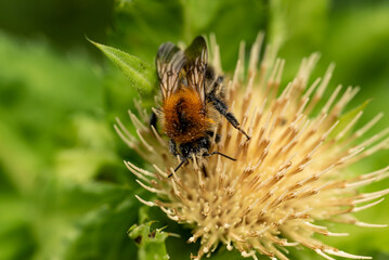Close-up of a tree bumblebee (bombus hypnorum) collecting pollen from a yellow blooming thistle