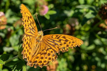 Beautiful close-up of a silver-washed fritillary butterfly (Argynnis paphia) with orange wings against a green background