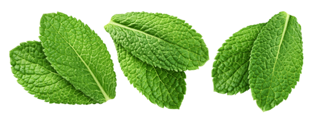 mint leaves, spearmint, isolated on white background, clipping path, full depth of field