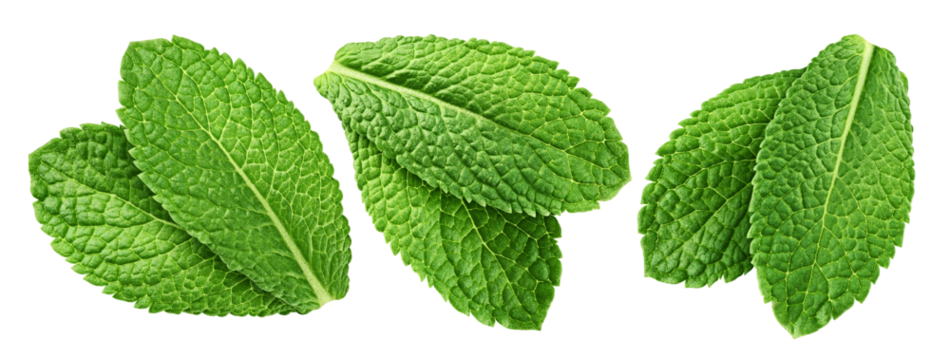 mint leaves, spearmint, isolated on white background, clipping path, full depth of field