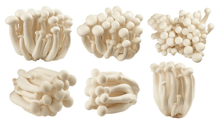 Shimeji mushroom, white beech mushrooms, isolated on white background, clipping path, full depth of...